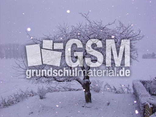 Kirschbaum_Winter.jpg
